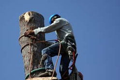 climbing-for-tree-removal